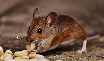24 Hour & Emergency Exterminators in Bad River Indian Reservation, WI